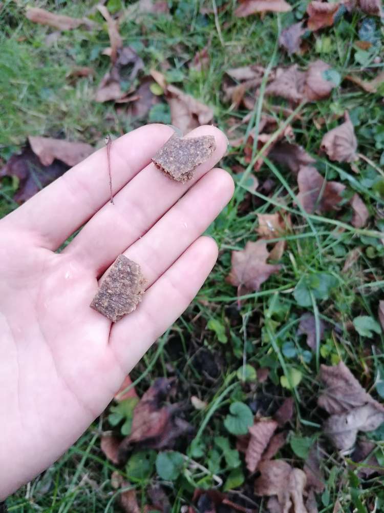 Giftköder-Möglicherweise Giftköder-Profilbild