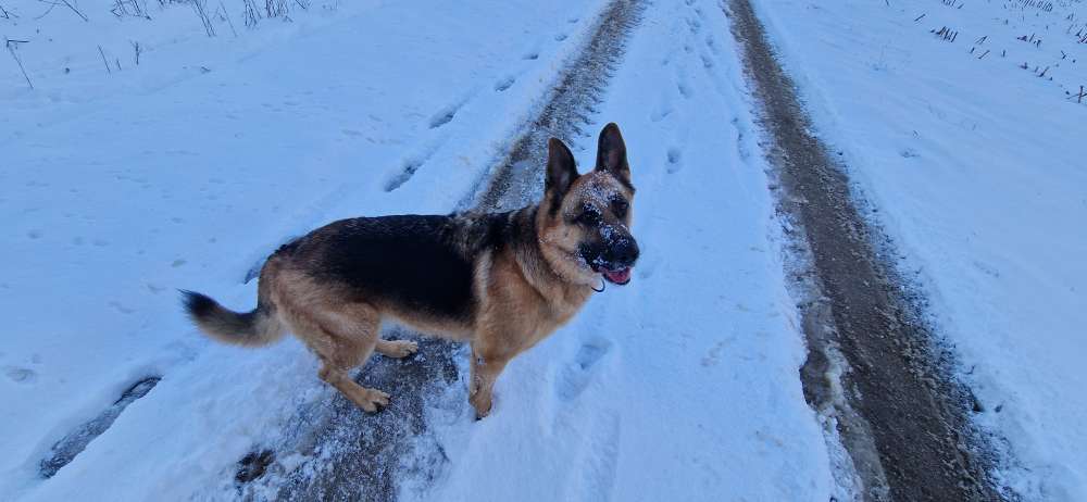 Hundetreffen-Wir suchen Spielhunde oder Gassirunde. Große hunde ist uns lieber-Profilbild