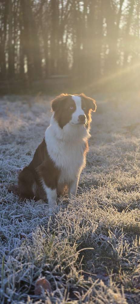 Hundetreffen-Spielrunde in Waren und Umgebung-Profilbild