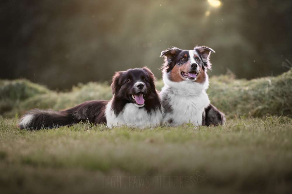 Hundetreffen-Hundebegegnungen , spielen-Profilbild