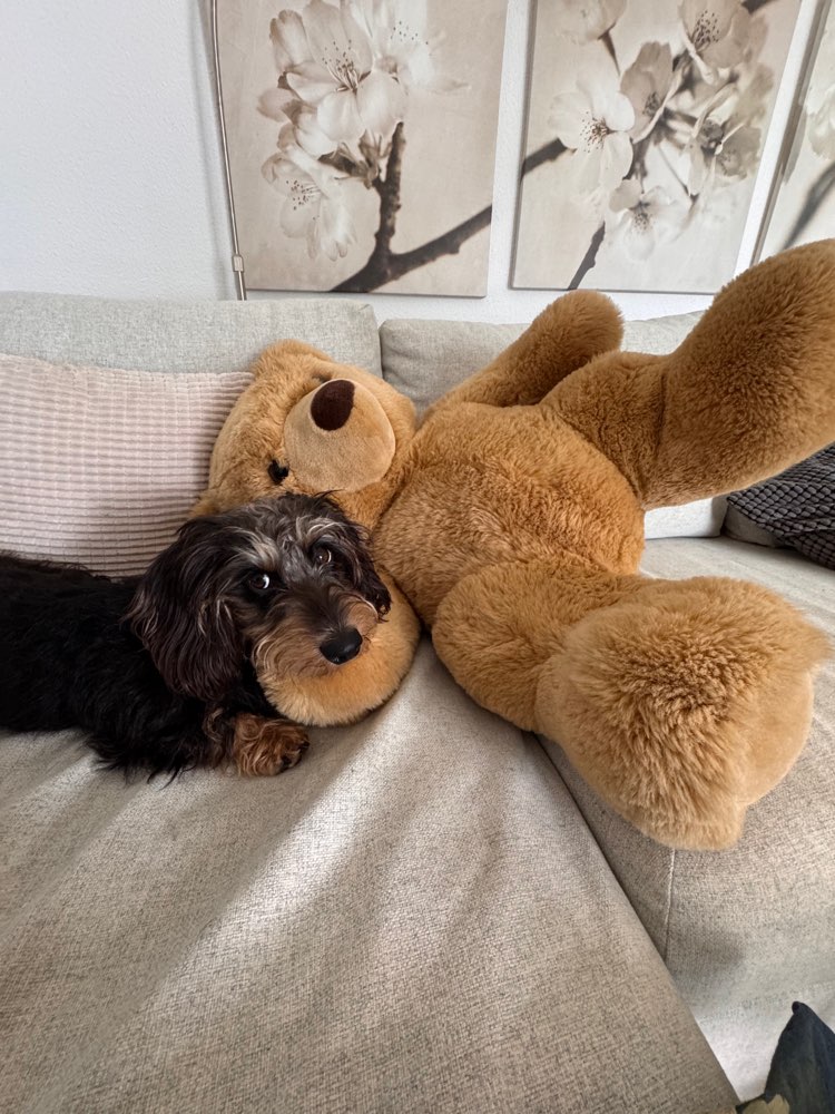 Hundetreffen-Spaziergang / Hundespielplatz-Profilbild