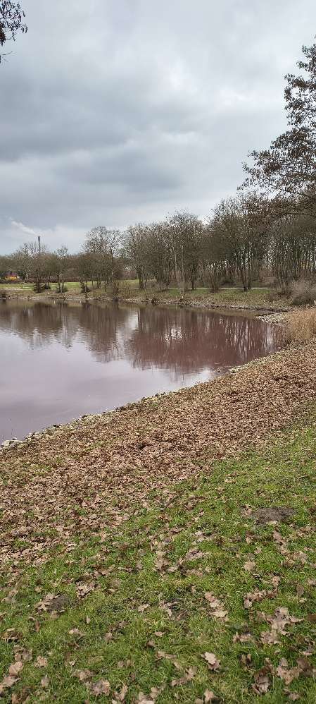 Giftköder-Burgunderblutalgen-Profilbild