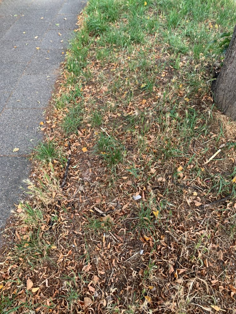 Giftköder-NEUE STELLE Weiße Kaustangen gefunden-Profilbild