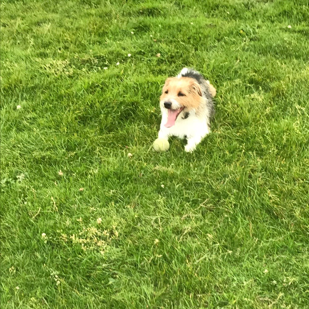 Hundetreffen-Gassi/ Spielen-Profilbild