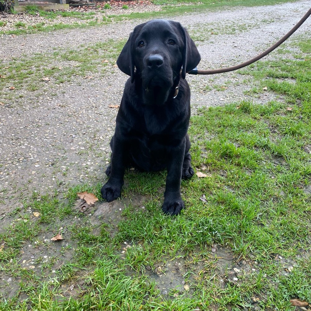 Hundetreffen-Spieltreffen Junghunde-Profilbild