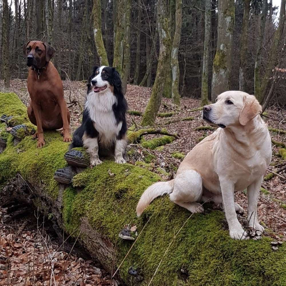 Hundetreffen-Gassitreff-Profilbild