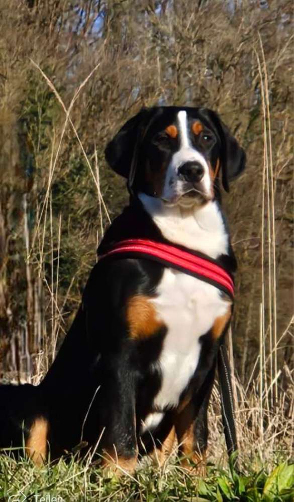 Hundetreffen-Roden und Umgebung-Profilbild