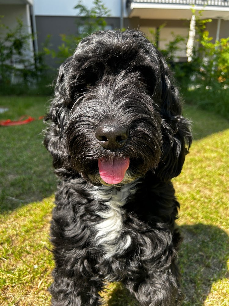 Hundetreffen-Mittelgroße Hunde - Spielerunde-Profilbild