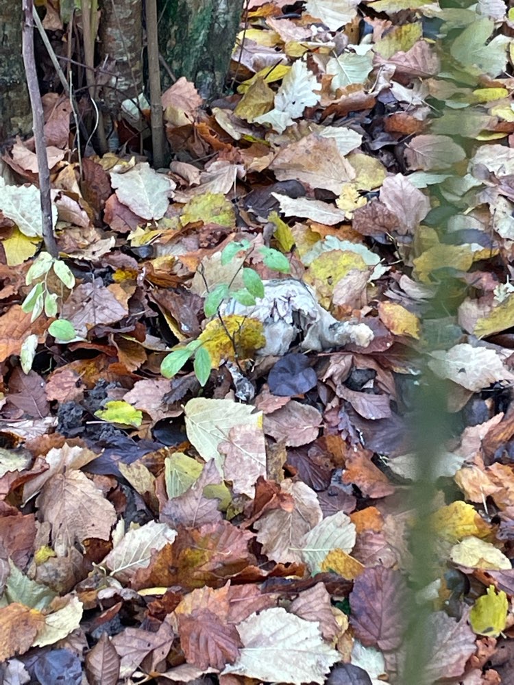 Giftköder-Evtl. Giftköder-Profilbild