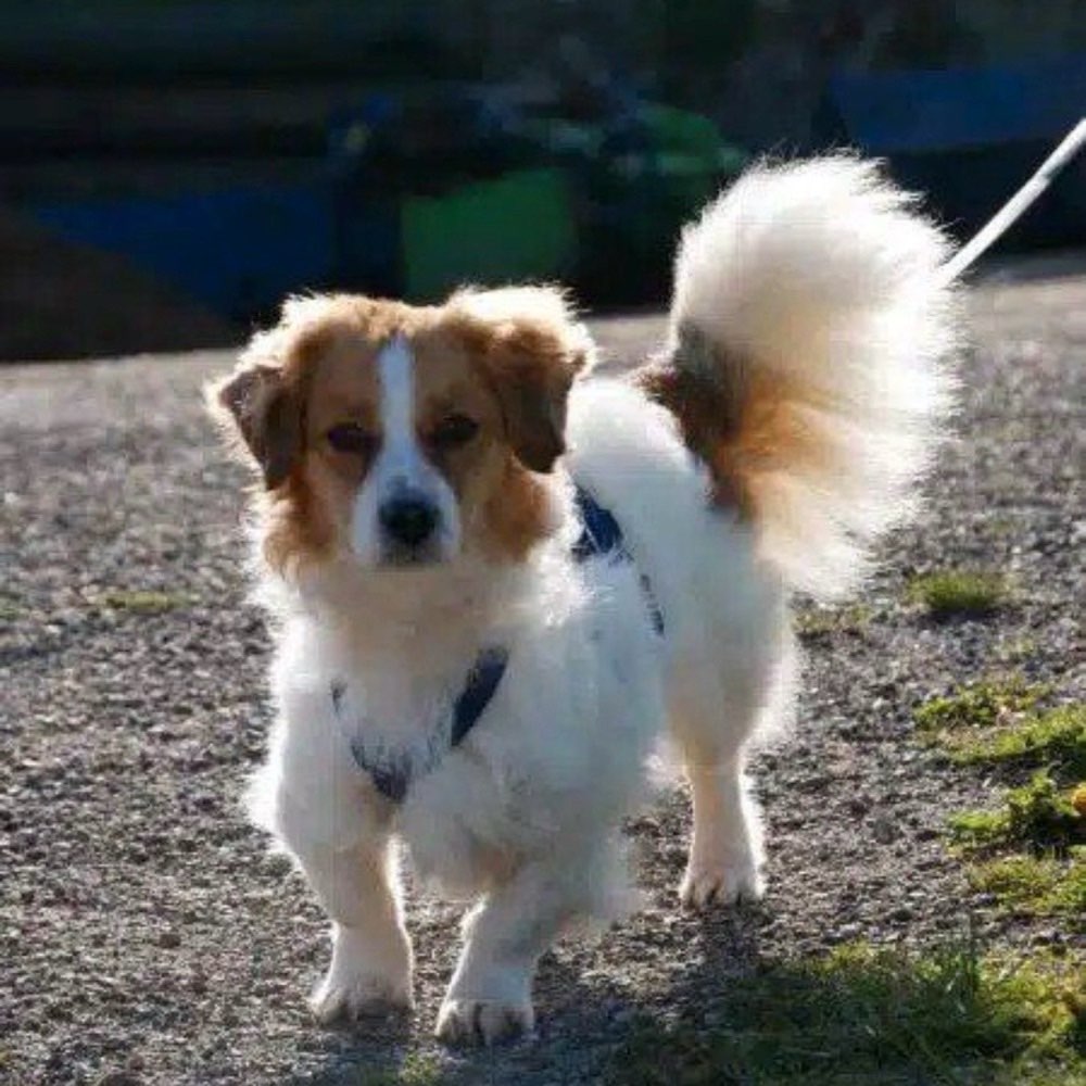 Hundetreffen-Gemeinsamer Spaziergang-Profilbild