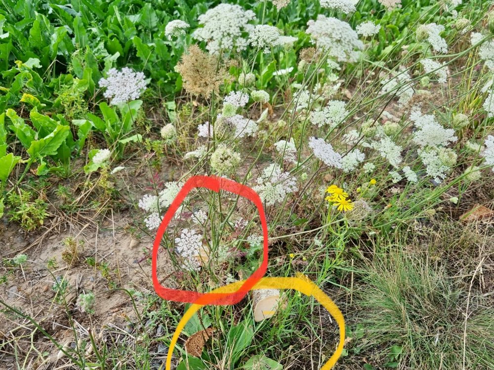 Giftköder-Möglicher Giftköder-Profilbild