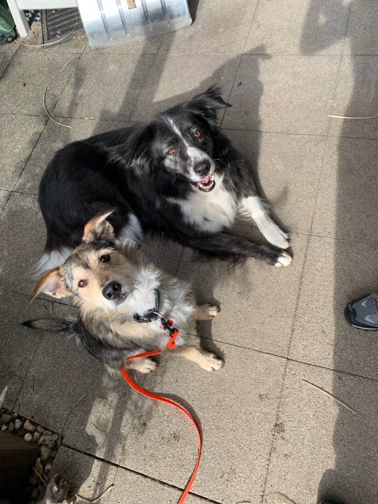 Hundetreffen-Gemeinsame Gassirunden-Profilbild