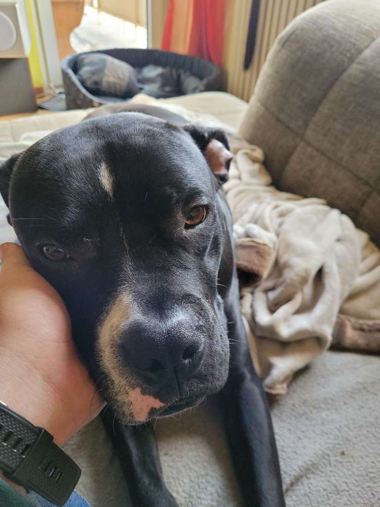 Hundetreffen-Gassirunde zur Inde von Aldenhoven aus-Profilbild