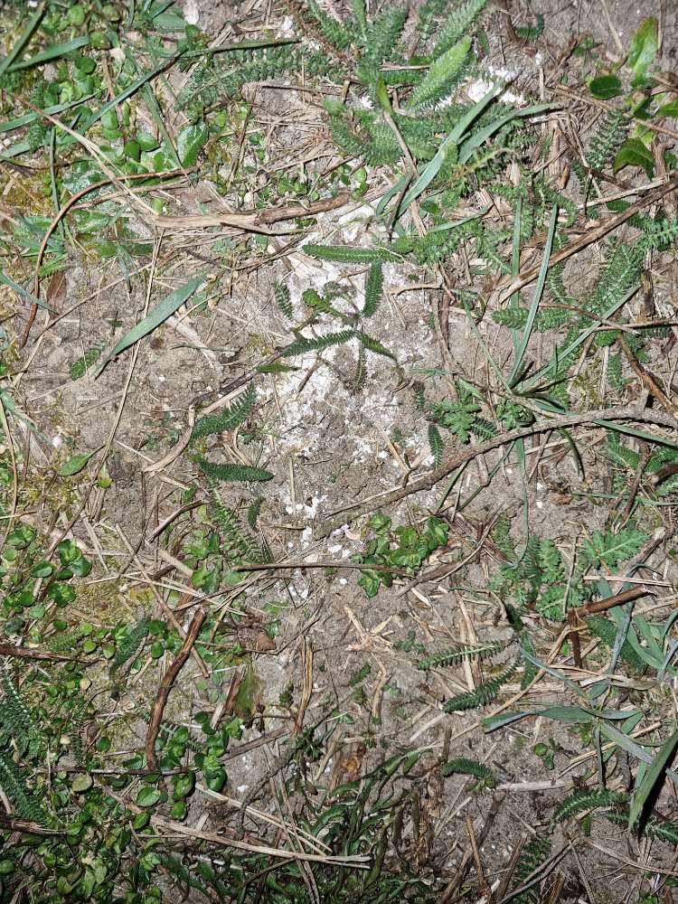 Giftköder-Unklares, evtl. giftiges, weißes Pulver-Profilbild