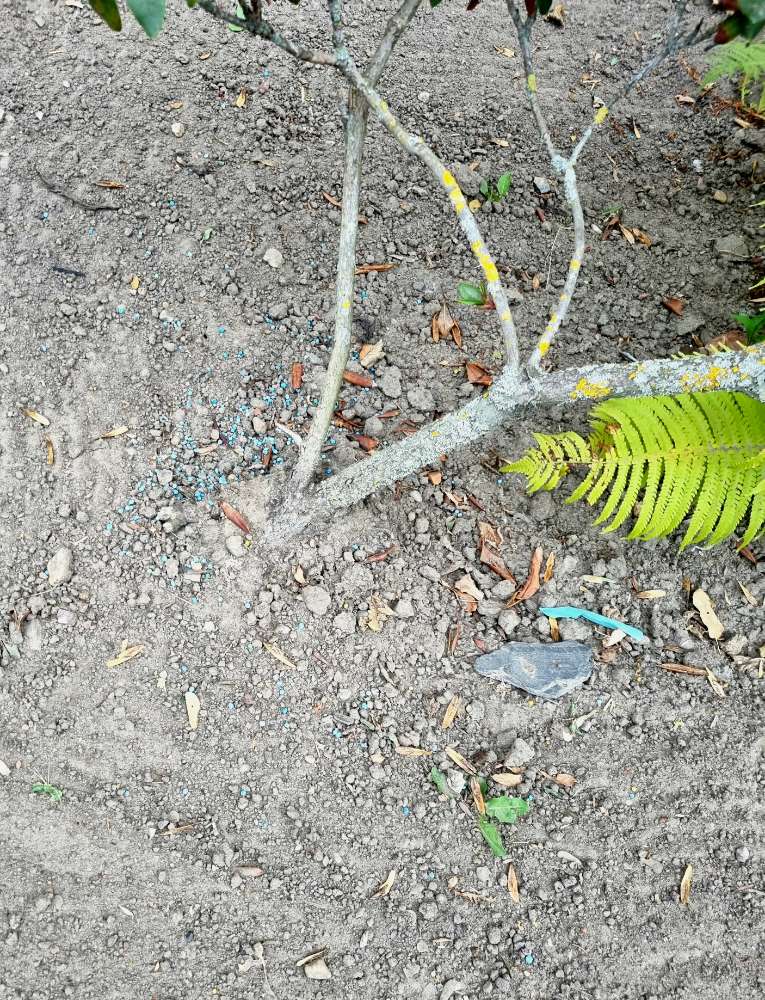 Giftköder-Blaukorn auf Blumenbeet/Blumenkästen-Profilbild