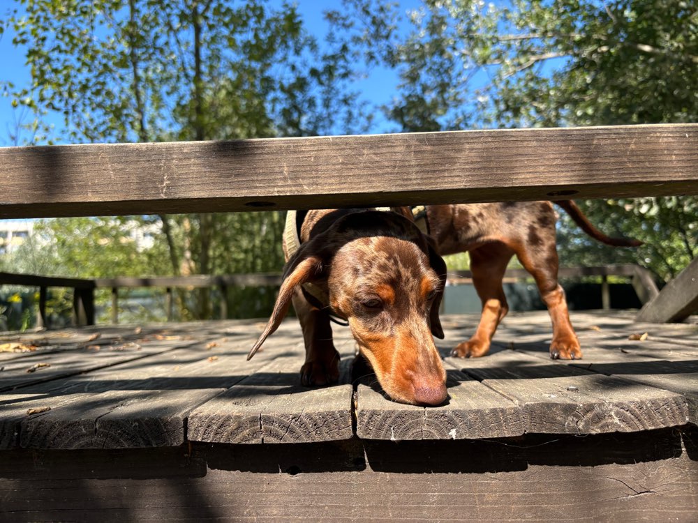 Hundetreffen-Junghunde treffen Hohenschönhausen-Profilbild