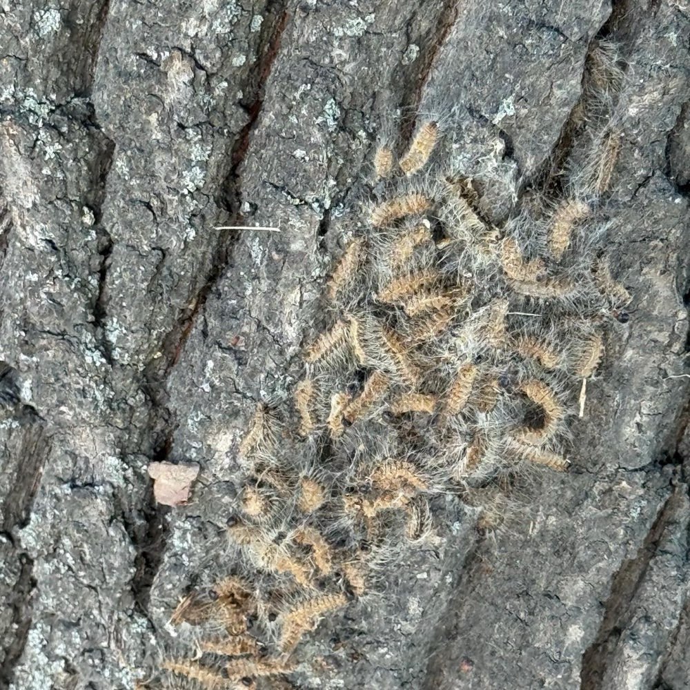 Giftköder-Eichenprozessspinner-Profilbild