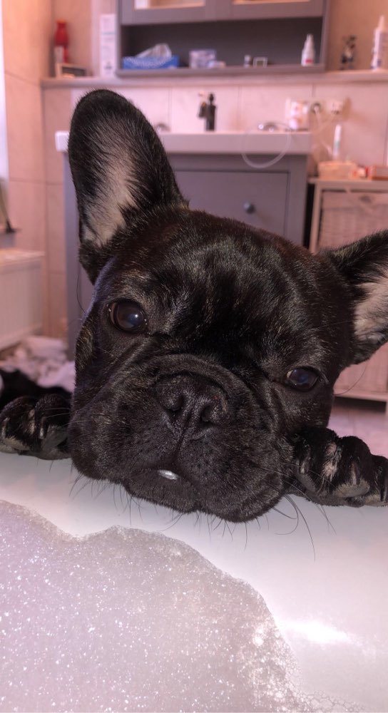 Hundetreffen-Spiel & Gassirunde-Profilbild