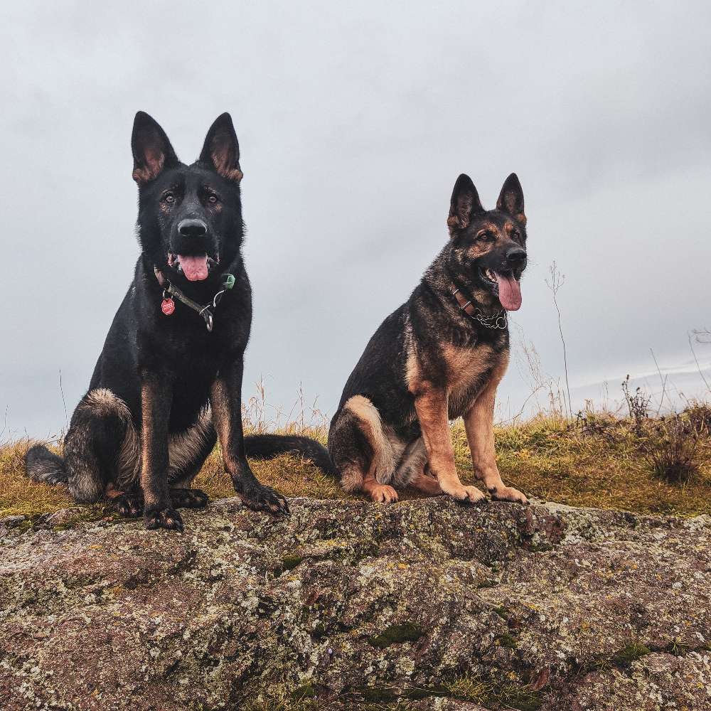 Hundetreffen-Hundetreff im Nord- u/o Östlichen Saalekreis-Profilbild