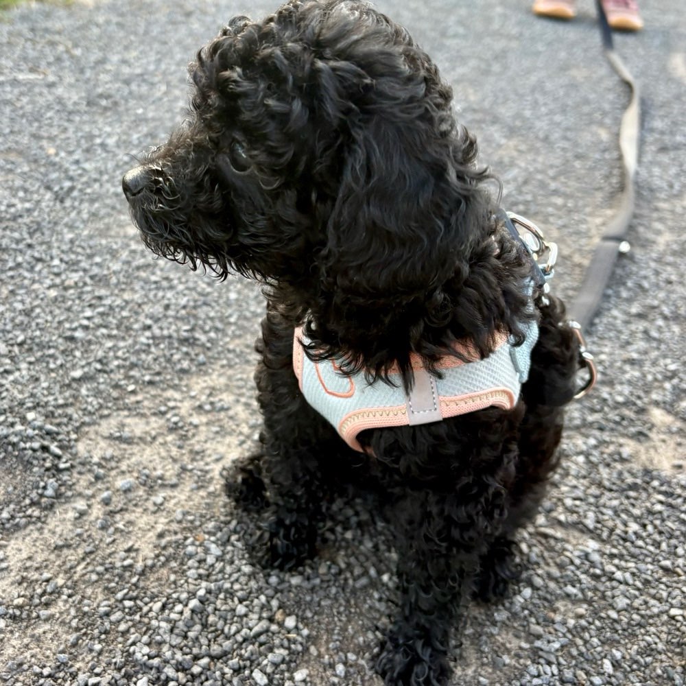 Hundetreffen-Welpentreff-Profilbild
