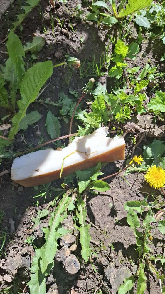 Giftköder-Giftköder versetzt mit 2 Tabletten-Profilbild