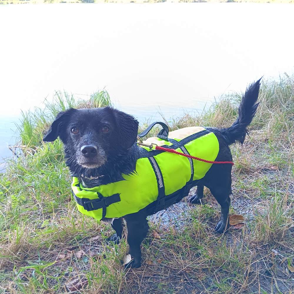 Hundetreffen-Erwachsene hunde-Profilbild