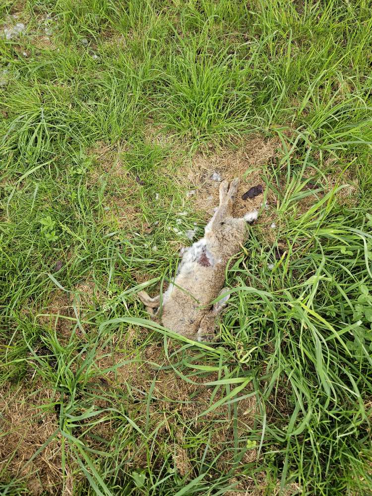 Giftköder-Totes Kaninchen-Profilbild