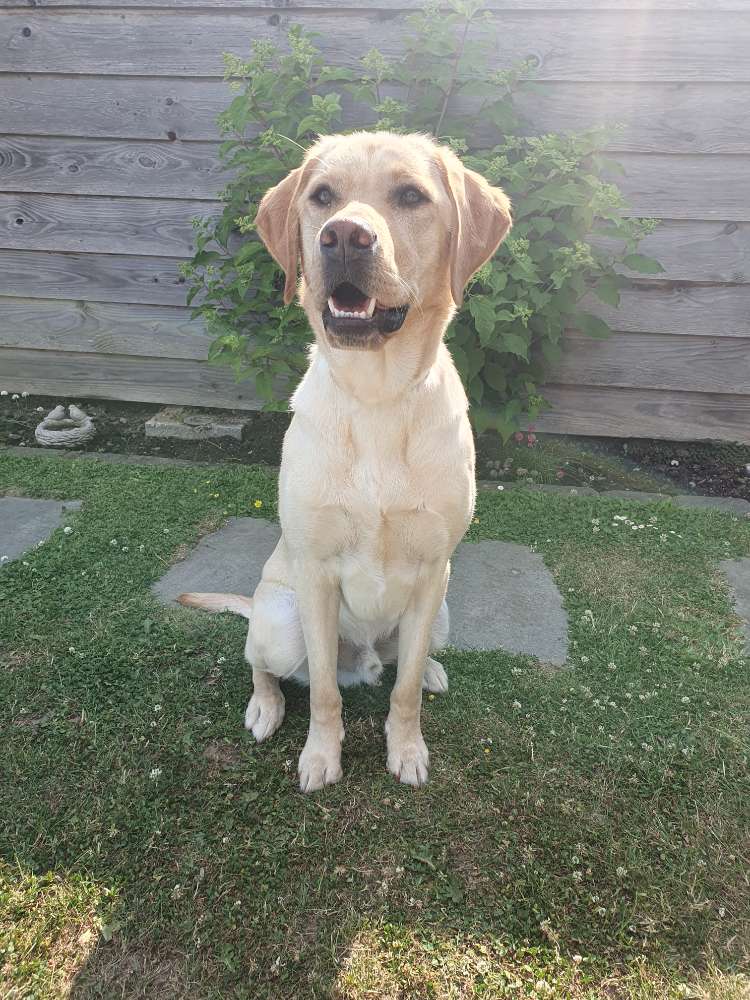 Hundetreffen-Gassi, Spiel und/ oder Trainingsdate-Profilbild