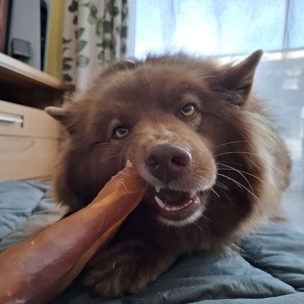 Hundetreffen-Josy sucht Spielpartner :)-Profilbild