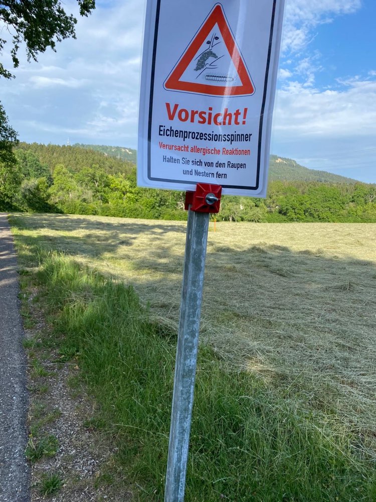 Giftköder-Prozessionsspinner-Profilbild