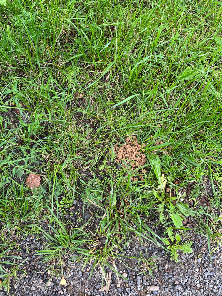 Giftköder-"Trockenfutter" Häufchen auf Wiese/Gebüsch-Profilbild