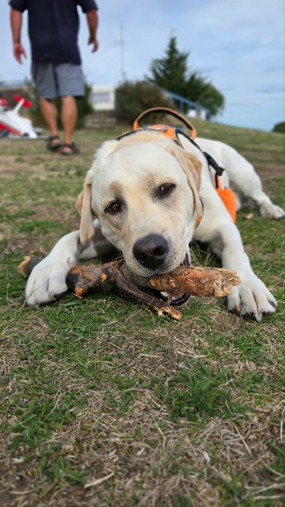 Hundetreffen-Labi Spielrunde-Profilbild