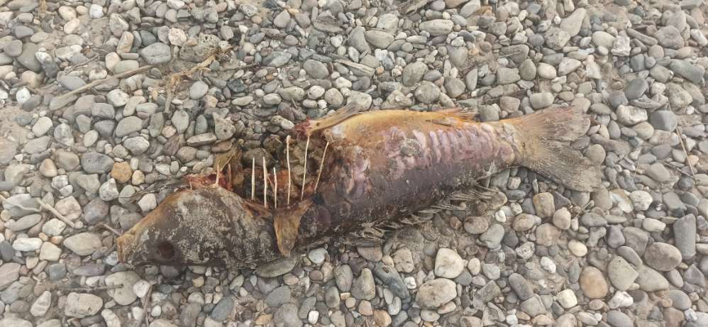 Giftköder-Großer Fischkadaver in Lörick-Profilbild