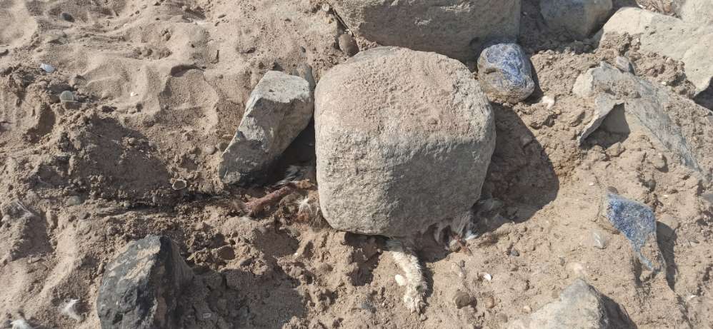 Giftköder-Katzenkadaver unter Steinen in Lörick am Rheinufer-Profilbild