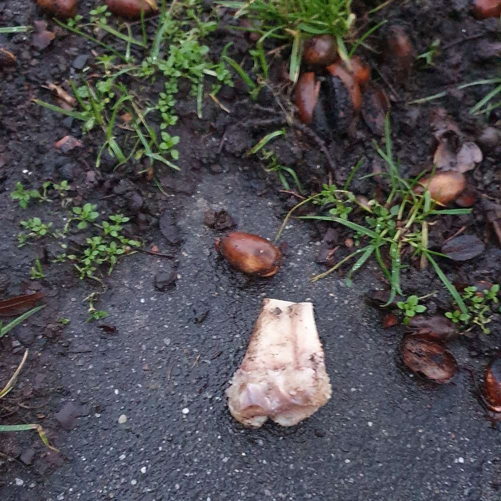 Giftköder-Zwei Kauknochen auf Gehweg/Grünstreifen-Profilbild