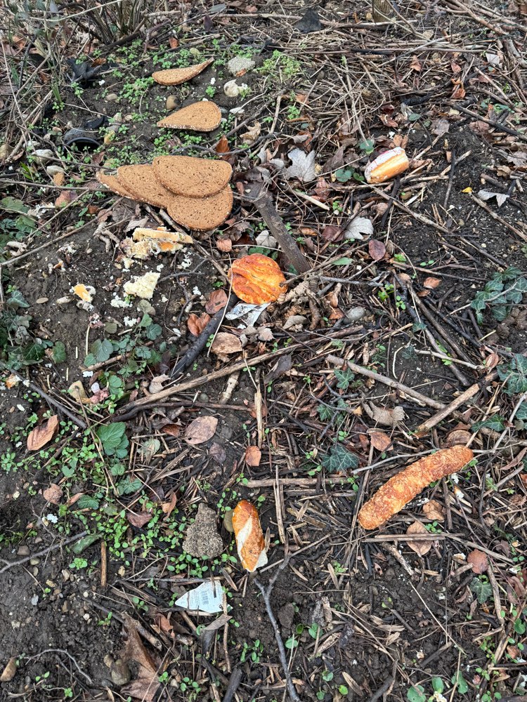 Giftköder-Massenhaft Gebäck im Gestrüpp-Profilbild