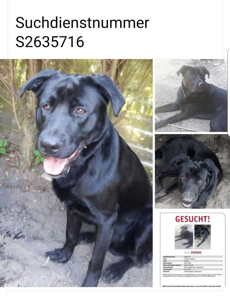 Suchmeldung-Verano-Profilbild