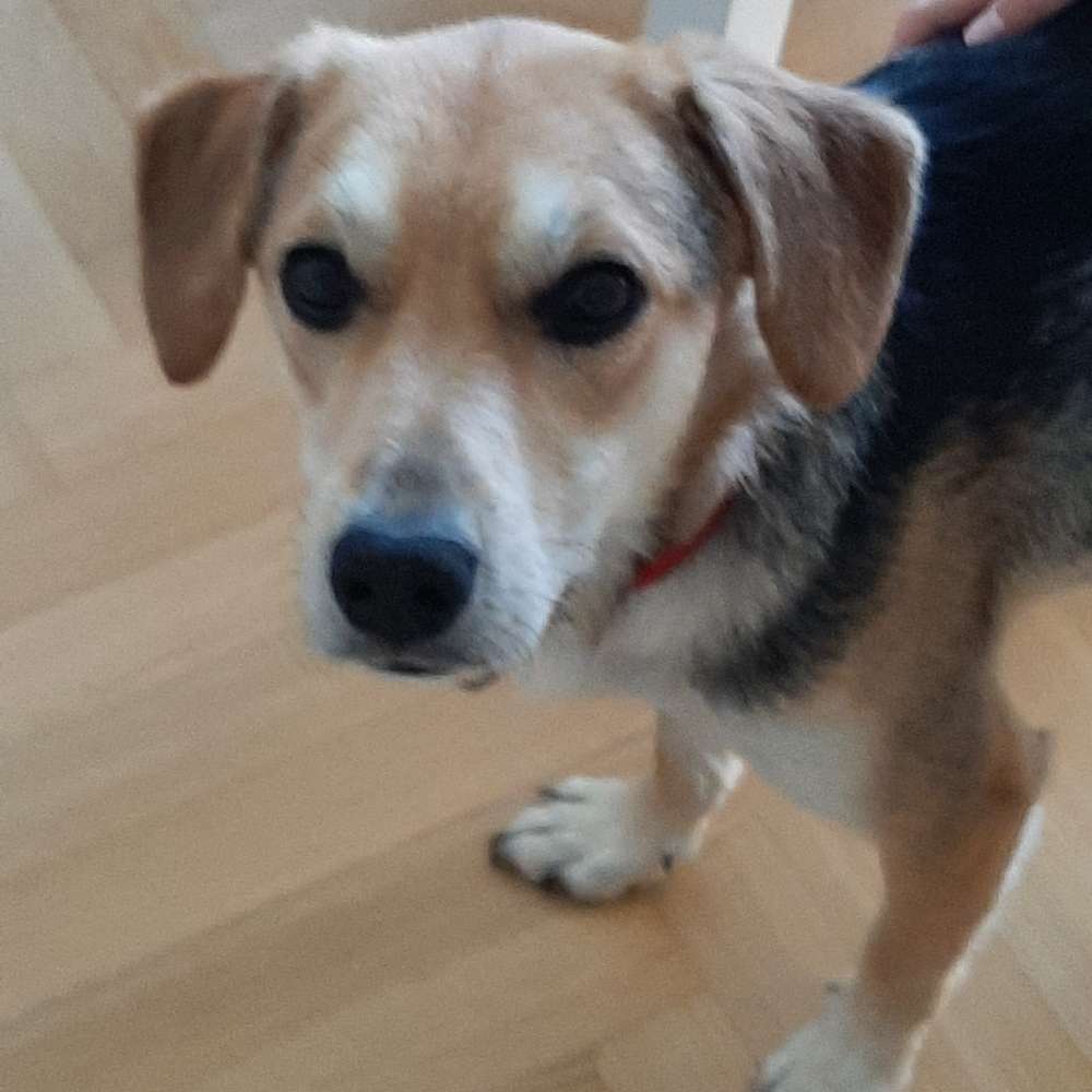 Hundetreffen-Spaziergang Wald am Malteser Krankenhaus Duisdorf-Profilbild