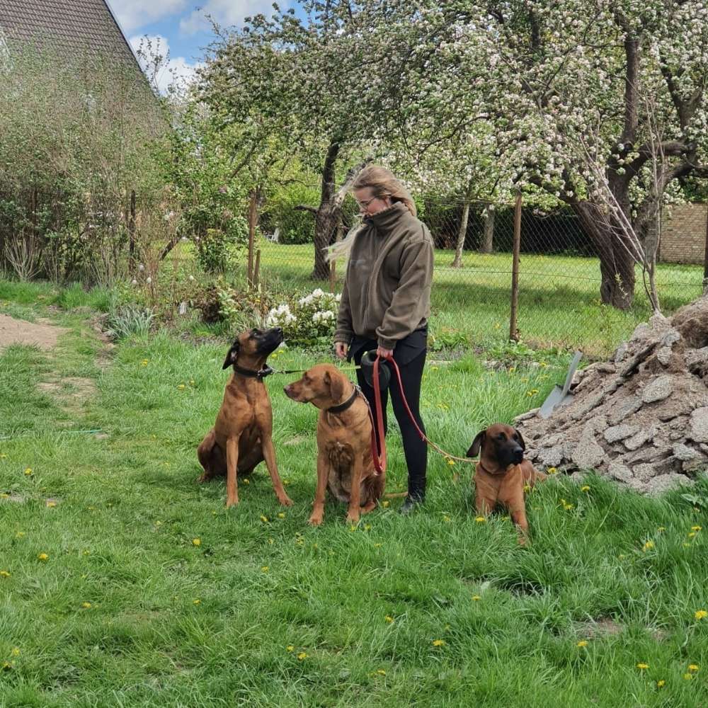 Hundetreffen-Welpentreffen zum spielen-Profilbild