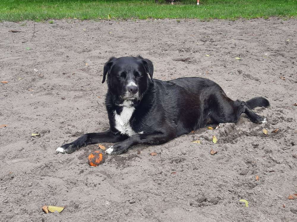 Hundetreffen-Sozialwalk, Spielerunden-Profilbild