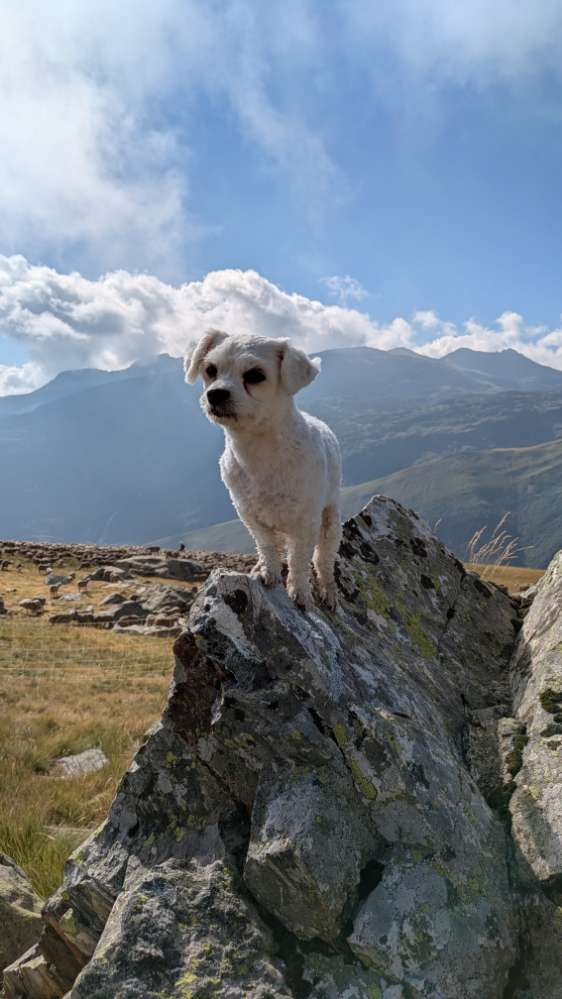 Hundetreffen-Jemand Lust auf Spiel und Gassi? ;)-Profilbild
