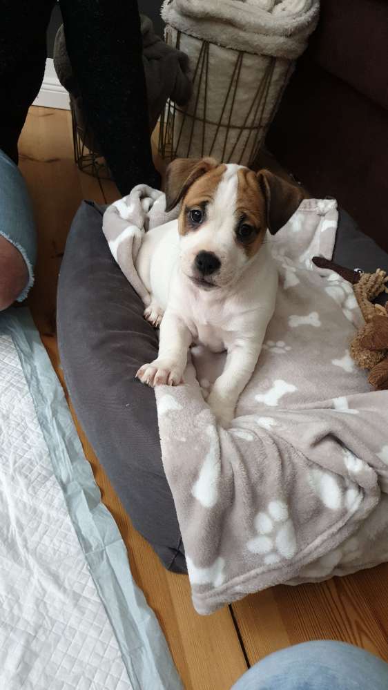 Hundetreffen-Welpentreff in Charlottenburg-Profilbild