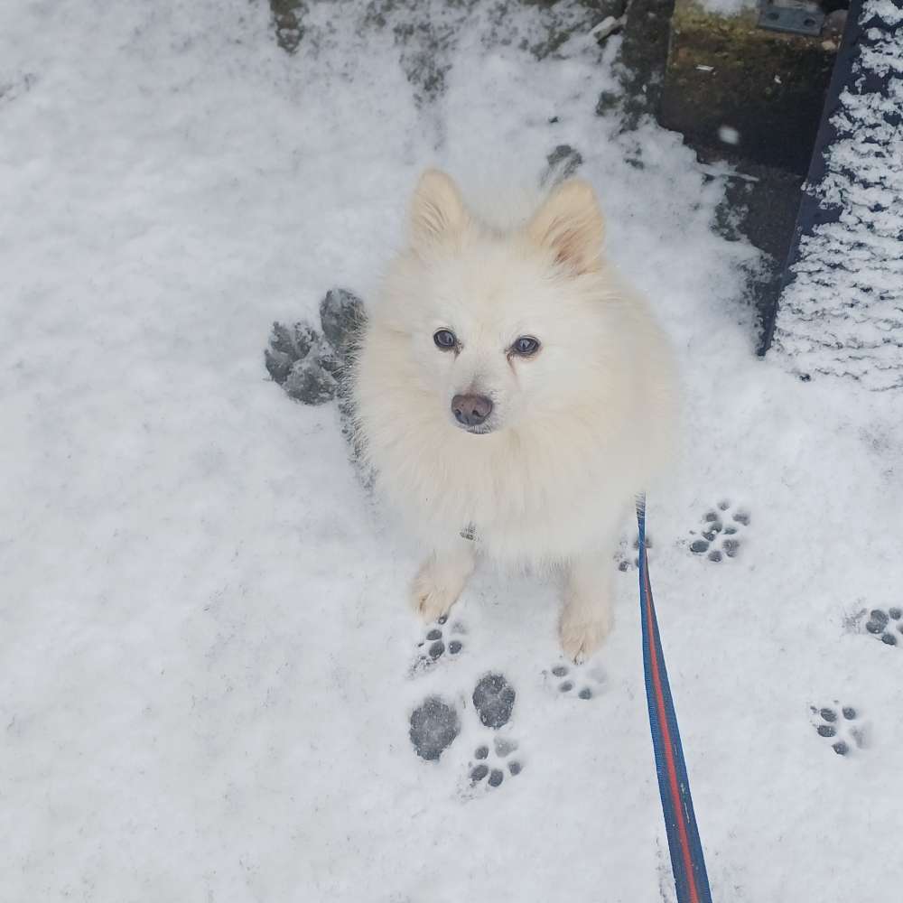 Hundetreffen-Freunde zum Spazieren und lernen.-Profilbild