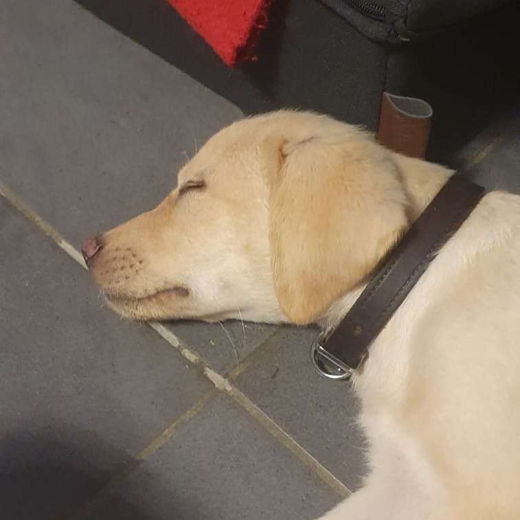 Hundetreffen-Spielrunde/Gassi Runde in Stetten-Profilbild