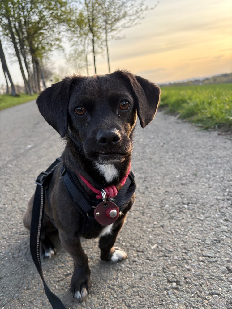 Hundetreffen-Hundetreff / Gassirunde-Profilbild