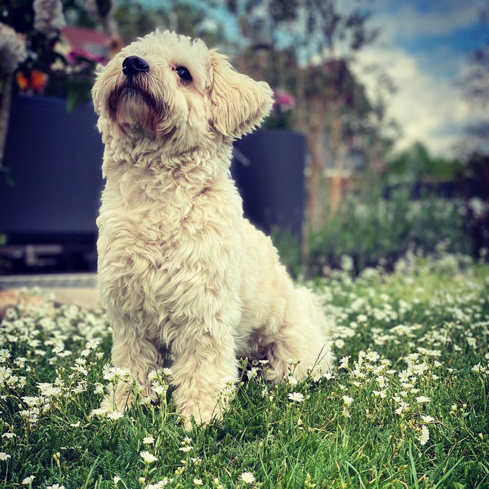 Hundetreffen-Gassi- und Spielpartner/in gesucht :)-Profilbild