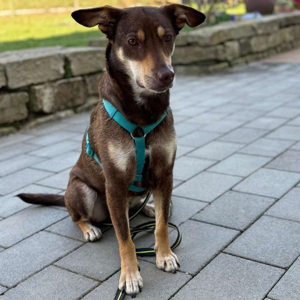Hundetreffen-Freunde zum Spielen-Profilbild
