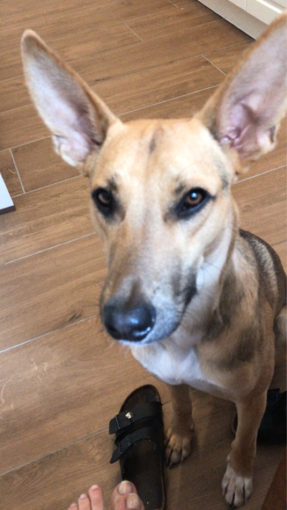 Hundetreffen-Treffen zum Spielen-Profilbild