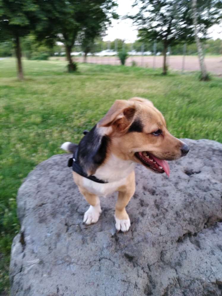 Hundetreffen-Hunde Treff in Gremberg/Humboldt-Profilbild