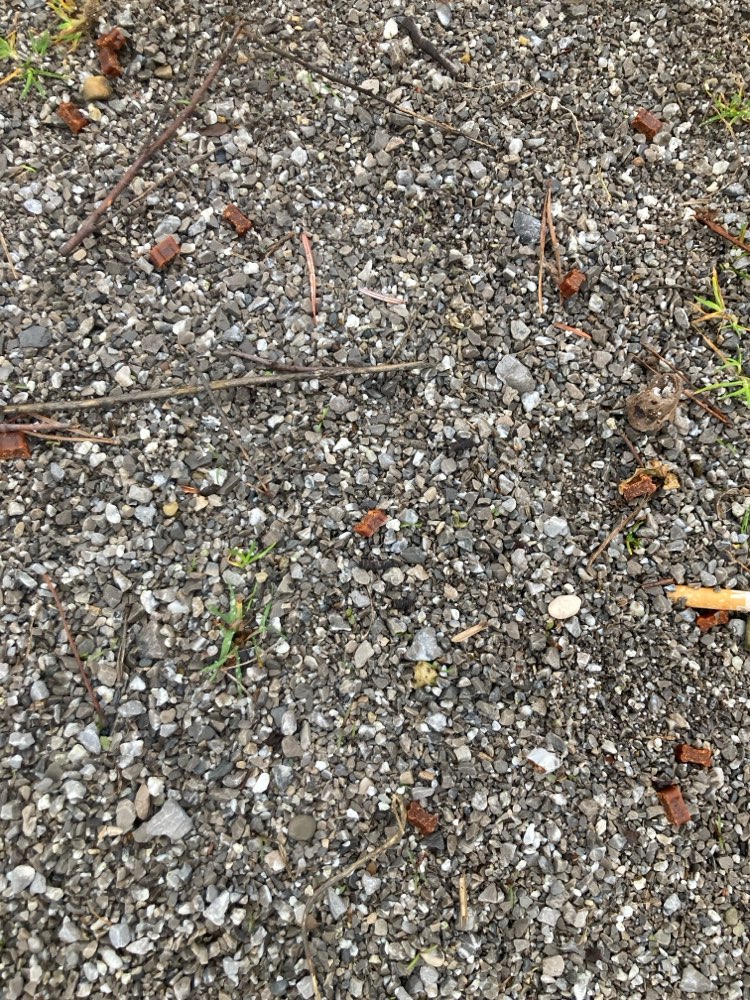 Giftköder-Verstreute Leckerlis am Heckenstaller-Profilbild